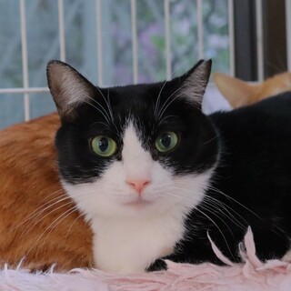 ハチワレ美人はっちゃん♡