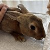 ミニレッキス4羽 サムネイル3
