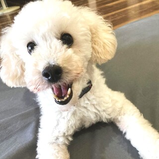 撫でられ大好き♥小さくて可愛いプードルの女の子