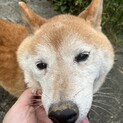 柴犬10歳女の子　人大好きな穏やかシニア