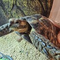 リクガメ　里親募集