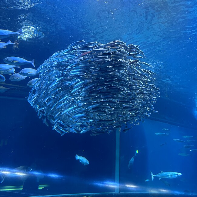 きこはのカバー写真