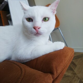 咲♂くん♥️シャイだけど陽気な甘えん坊