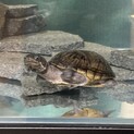 ミシシッピニオイガメ