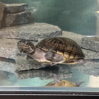 ミシシッピニオイガメ