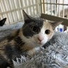控えめに甘える姿が愛らしい美猫さん サムネイル2