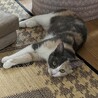 控えめに甘える姿が愛らしい美猫さん サムネイル3