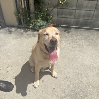 ラブラドール　10歳　男の子