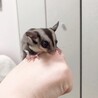 フクロモモンガ(♂2♀2ペア) サムネイル2