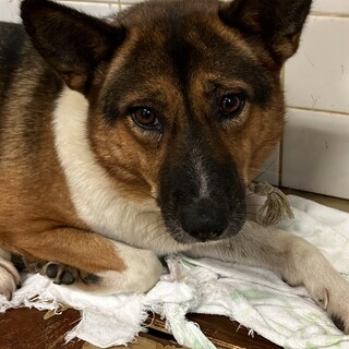 飼主持込❗️収容期限10/1迄❗️5歳女の子