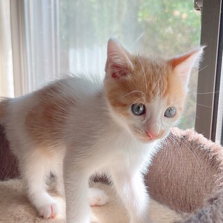 きゅるるんおめめが可愛い元気なりっくん