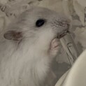 パールホワイトの男の子
