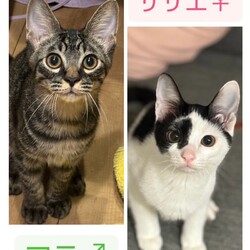 にゃん☆ぴーす猫の譲渡会【八千代/恵愛動物病院】 サムネイル2