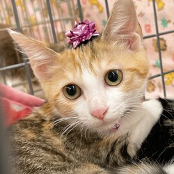 にゃん☆ぴーす猫の譲渡会【八千代/恵愛動物病院】 サムネイル3