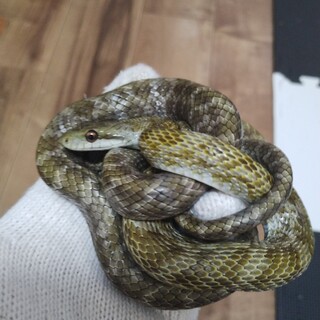 【ワイルド個体】120㎝くらいのアオダイショウ