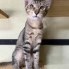 茶キジ　1歳　男の子 サムネイル2