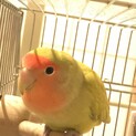コザクラインコ里親探しています