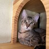 茶キジ　1歳　男の子 サムネイル3