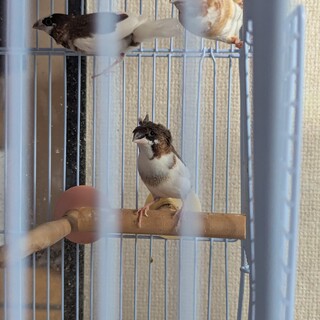 十姉妹ペアから生まれた子供達