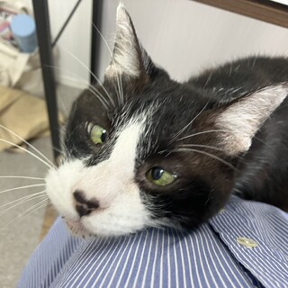 ロイ：マイペースで人が大好き