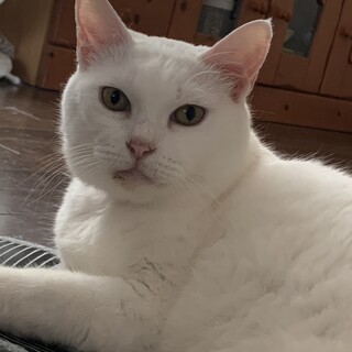 人懐こい女の子です