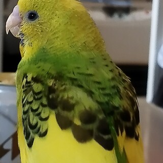 セキセイインコの男の子