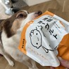 湯田ヨーグルト好き過ぎ犬