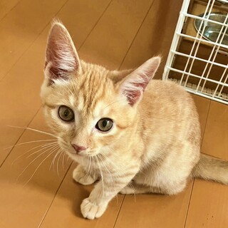 ふんばり親子猫 茶トラ ふんばり親子猫 茶トラ