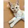 人間大好き♡茶トラの子猫『ちゃちゃくん』 サムネイル3