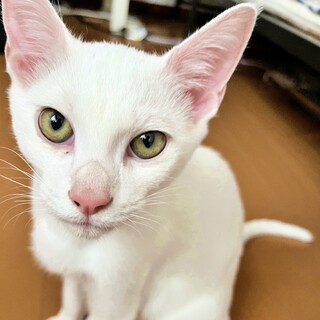フレンドリーで元気な子猫！白色の『ふぶきくん』