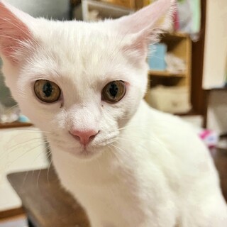 甘えん坊で人が大好きな子猫♡白色の『ゆきちゃん』