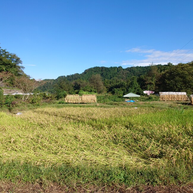 のりぴちのカバー写真