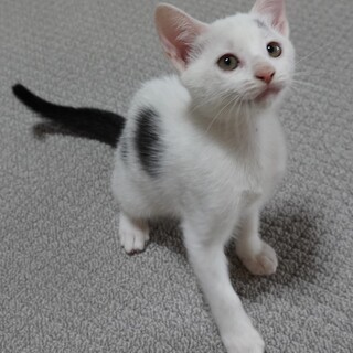 笑顔がかわいい和風美人さん