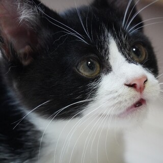 無口でゴキゲンなわんぱく君