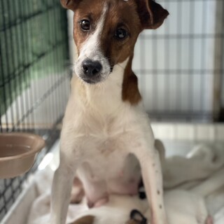 推定2022年生︎︎ ♀こくまろちゃん♡