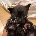 うにうに可愛い子猫✩.*˚