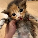 うにうに可愛い子猫②✩.*˚