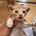 もちもち赤ちゃん子猫③✩.*˚