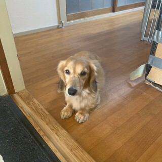 大切に育ててくれる方探してます