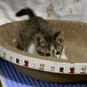 生後１ヶ月の元気な男の子 サムネイル4