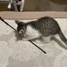生後１ヶ月の元気な男の子 サムネイル5
