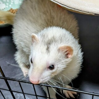 里親決定しました　ありがとうございました!