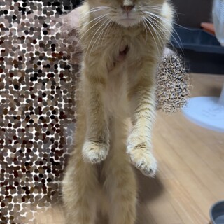 【正式譲渡済み】スコ折れ耳の女の子