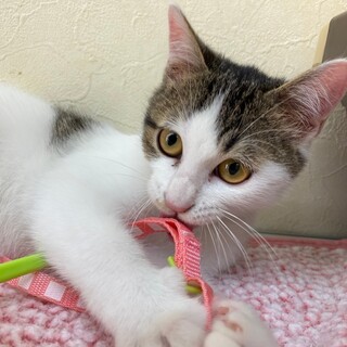 保健所収容の崖っぷち子猫