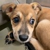 かわいい子犬　クムちゃん　2ヶ月 サムネイル3