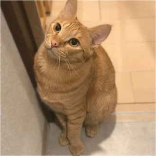 ナデナデ大好き❤️サブレくん