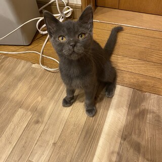 人懐こいグレーの子猫です