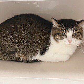 お顔まんまる❤️キジシロゆかりさん