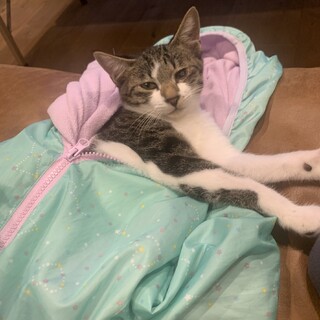 すごく人馴れしてるぎじしろオス4ヶ月