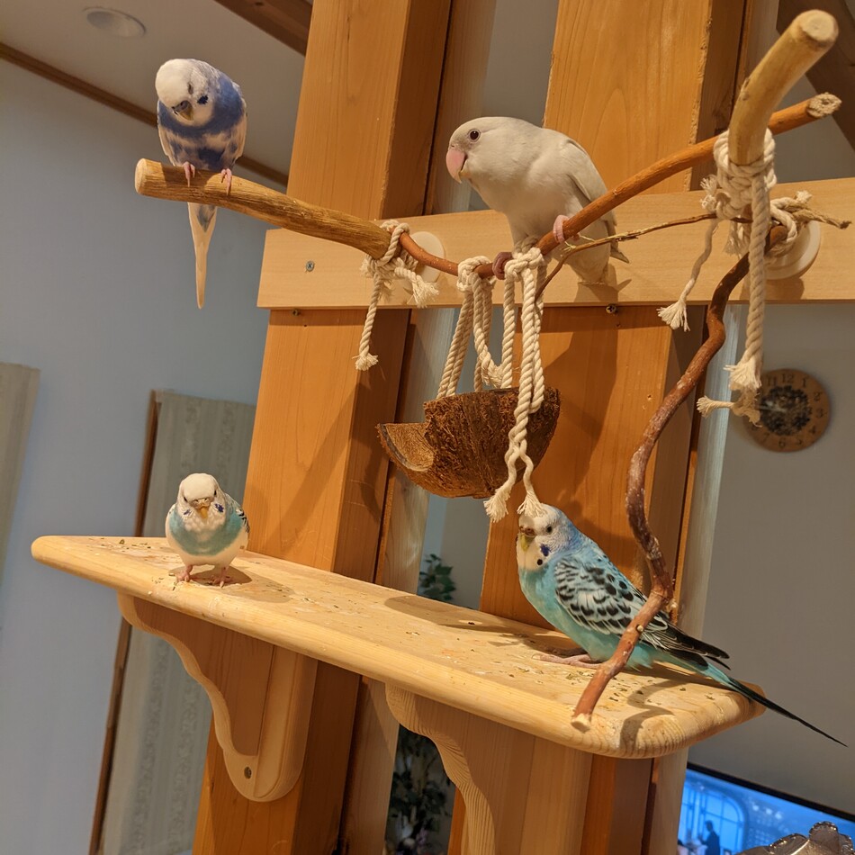 ぎんのカバー写真